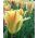 Tulipe Golden Artist - paquet de 5 pièces - Tulipa Golden Artist