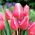 Tulipa Šťastná rodina - Tulip Happy Family - 5 květinové cibule - Tulipa Happy Family