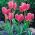 Tulipa 행복한 가족 - 튤립 행복한 가족 - 5 알뿌리 - Tulipa Happy Family