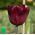 Tulipa Jan Reus - Tulip Jan Reus - 5 ดวง