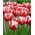 Tulipa Leen van der Mark - paquete de 5 piezas