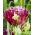 Tulipán Mascotte - csomag 5 darab - Tulipa Mascotte