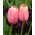 Tulipa Menton - Tulip Menton - 5 bulbs