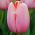 Tulipa Menton - Tulipán Menton - 5 květinové cibule
