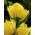 Tulipa Monte Carlo - Tulip Monte Carlo - 5 lampu