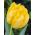 Tulipe Monte Carlo - paquet de 5 pièces - Tulipa Monte Carlo
