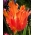Tulipa Orange Favorite - 튤립 오렌지 좋아하는 - 5 알뿌리 - Tulipa Orange Favourite