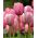 Tulpansläktet Pink Impression - paket med 5 stycken - Tulipa Pink Impression