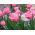Tulipa Pink Impression - Lale Pembe İzlenimi - 5 ampul