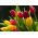 Tulipa Mix - Tulip Mix - 5 kvetinové cibule