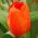 Tulipa Orange - Tulip Orange - 5 kvetinové cibule