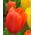 Tulipa naranča - Tulip naranča - 5 lukovica - Tulipa Orange
