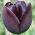 Tulp Queen of Night - pakend 5 tk - Tulipa Queen of Night