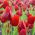 Тулипа Ред Георгетте - Тулип Ред Георгетте - 5 луковица - Tulipa Red Georgette