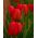 チューリップレッド - チューリップレッド -  5球根 - Tulipa Red