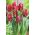 Tulipano Rococo - pacchetto di 5 pezzi - Tulipa Rococo