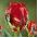 Tulipano Rococo - pacchetto di 5 pezzi - Tulipa Rococo