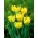 Tulipa Texas Gold - pacote de 5 peças