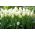 ピュアホワイトチューリップ - ピュアホワイトチューリップ -  5球根 - Tulipa White Purissima