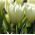 Tulip Putih Murni - Tulip Putih Murni - 5 lampu - Tulipa White Purissima