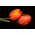 Tulipa Orange - Tulpe Orange - 5 Zwiebeln
