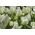 Hoa tulip trắng tinh khiết nhất - Hoa tulip trắng tinh khiết - 5 củ - Tulipa White Purissima