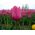 Rosafarbene Tulpe - Rose - große Packung! - 50 Stück