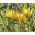 Тулипа ботанички микс - Тулип ботанички микс - 5 луковица - Tulipa botanical 