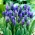 Kobarhütsint latifolium - pakend 10 tk - Muscari latifolium