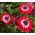 Doble anémona - Gobernador - 40 piezas; anémona de la amapola, windflower - 