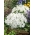 Karpatisk bellflower - vit sort, Tussock Bellflower, Karpathian Harebell - 3000 frön - Campanula carpatica