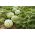 Pastèque - Mini Love - 5 graines - Citrullus lanatus