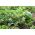 Кавун "Міні Любов" - 5 насінин - Citrullus lanatus - насіння