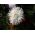 Beyaz iğne yaprağı çin aster, Yıllık aster - 500 tohum - Callistephus chinensis  - tohumlar