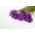 紫色针瓣瓷翠菊，每年翠菊 -  500种子 - Callistephus chinensis  - 種子