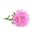 Ružičasta igla latica porculan aster, Godišnja aster - 500 sjemenki - Callistephus chinensis  - sjemenke