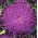 Dark purple chinese "Princess" aster - 500 sementes - Callistephus chinensis