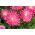 Pink chinese "Princess" aster - 500 biji - Callistephus chinensis - benih