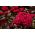 Celosia cristata - Toreador - 360 sementes - Celosia argentea cristata