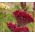 Celosia cristata - Toreador - 360 sementes - Celosia argentea cristata