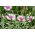 Cornflower, butang Sarjana Muda "Romantis Klasik" - 250 biji - Centaurea cyanus  - benih