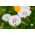 Василек, бакалавърски бутон "Класически романтик" - 250 семена - Centaurea cyanus 
