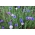 Aciano, botão de bacharel - mistura de variedade perene - 75 sementes - Centaurea