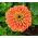 ダリアの花のある百日草「エルドラド」 -  120粒 - Zinnia elegans dahliaeflora - シーズ