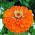 Dahlia-flori comune zinnia "Orange Regele" - 120 de semințe - Zinnia elegans dahliaeflora