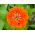 Zinnia comune dalia dal fiore "Orange King" - 120 semi - Zinnia elegans dahliaeflora