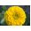 Zinnia comum com flores da Dália "Canary Bird" - 120 sementes - Zinnia elegans dahliaeflora
