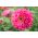 Dahlia-kvetovaný spoločný zinnia "Osvetlenie" - 120 semien - Zinnia elegans dahliaeflora - semená