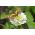 Zahlia umum berbunga Dahlia "Beruang Kutub" - 120 biji - Zinnia elegans dahliaeflora