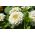 الزينية الداليا المزهرة المشتركة "الدب القطبي" - 120 بذور - Zinnia elegans dahliaeflora - ابذرة